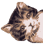 Cat Gif Animations